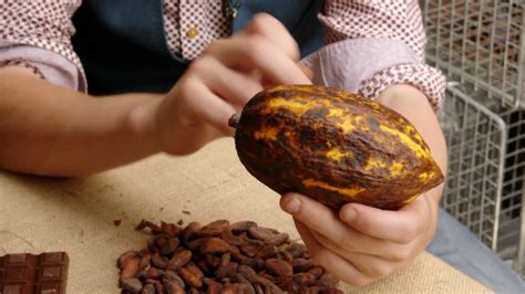 Rediscovering the Philosophy of Cacao in Modern Times